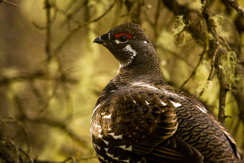 White-Tailed Ptarmigan